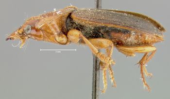 Media type: image;   Entomology 32984 Aspect: habitus lateral view
